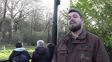 Samenvatting Blijdorp Kids College over Aziatische leeuwen - Diergaarde Blijdorp Rotterdam