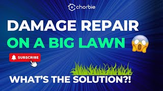 MAJOR Damage Control on This Yard | Chorbie Lawn Care