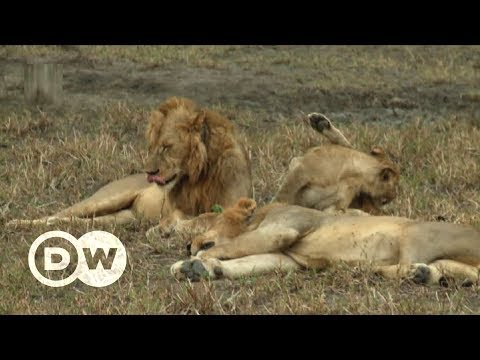 Repopulating Wildlife Parks In Mozambique DW English