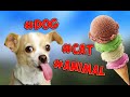 Приколы с животными. Funny dogs. Кошки и собаки. Смешные животные