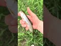 Releasing trout