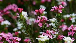 🌺Pink Heather (Erica) in Bloom | Beautiful Flowers🌿