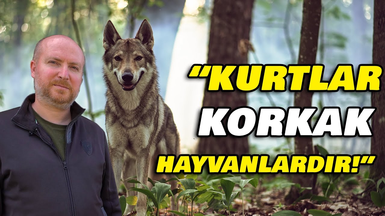 ADAM EVİNDE KURT BESLİYOR! || Soyu 1950'ye Dayanan Çekoslovakya Kurtları!