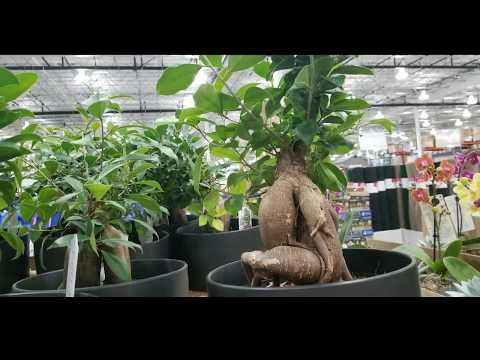 วีดีโอ: Ginseng Ficus Bonsai Care – การปลูกไทรโสมเหมือนต้นบอนไซ