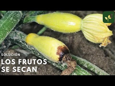 Video: Qué hacer si la fruta de calabaza se cae