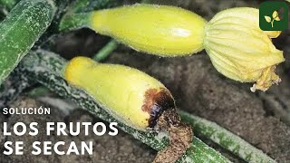 CÓMO EVITAR QUE SE SEQUE EL FRUTO | POLINIZACIÓN MANUAL DE CALABAZA MELÓN SANDÍA PEPINO MAÍZ TRIGO