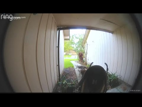 Loose dogs on home security camera killing woman's cat in Orange Park