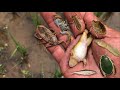 Hunting water bugsgiant water bug diving beetle dragonfly larvae crab frog tadpole baby fish