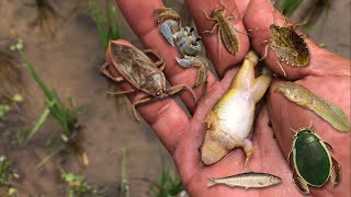 Hunting water bugs‼giant water bug, diving beetle, dragonfly larvae, crab, frog, tadpole, baby fish