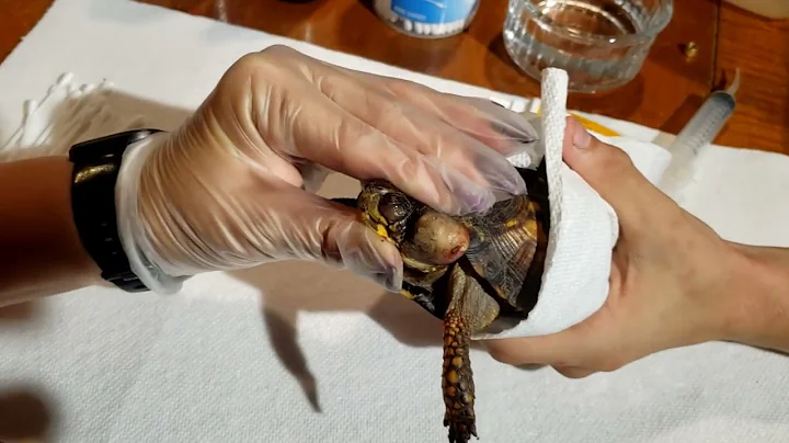 Como tratar infecções de ouvido em tartarugas