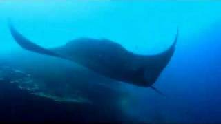 Manta Ray - Koh Bon, Thailand by eastanubis 544 views 13 years ago 3 minutes, 27 seconds
