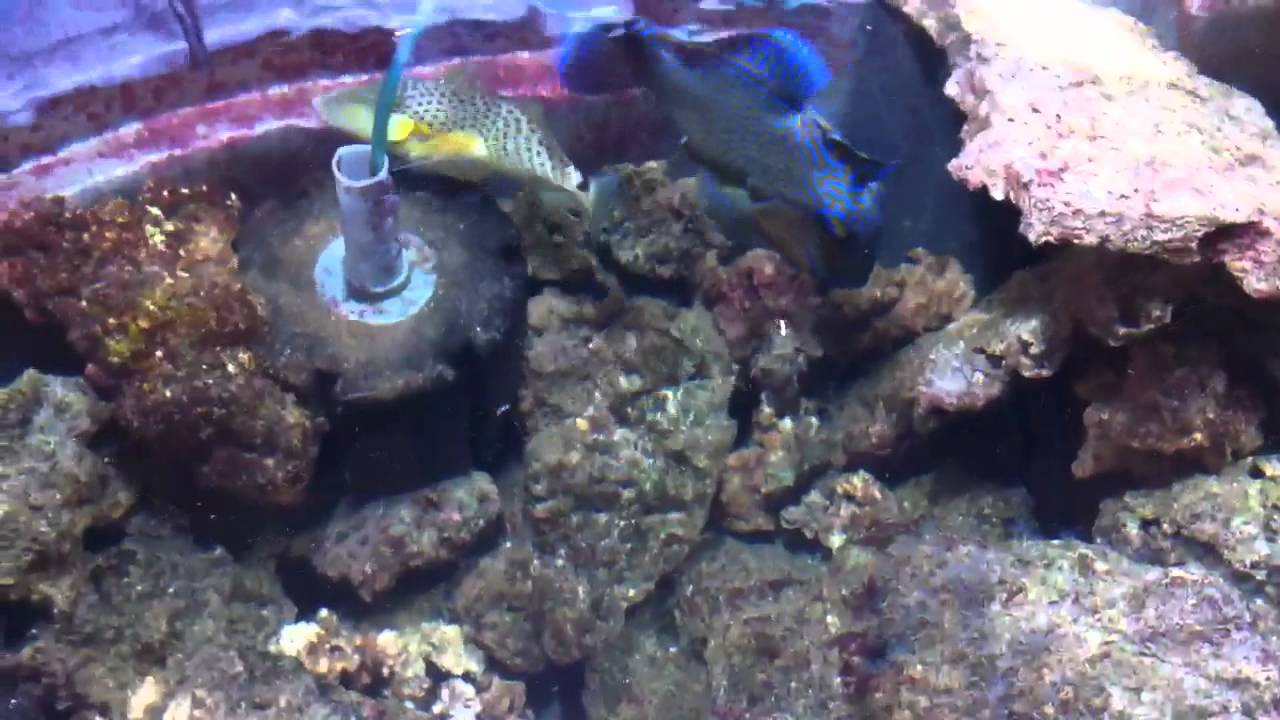 show blueline triggerfish youtube