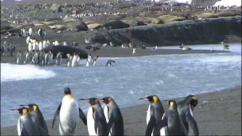 Wild Life Of Penguins  - Antarctic Polar Front - South Georgia © C. Hunter Johnson Music Video