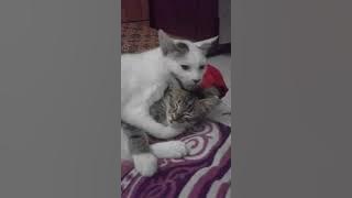 gebu love his brother musang