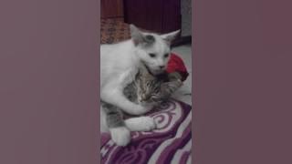 gebu love his brother musang