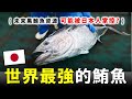 這是日本人統治全世界黑鮪魚的陰謀嗎？ ! 😮 養殖鮪魚的口感，是否能超越野生黑鮪魚 ?