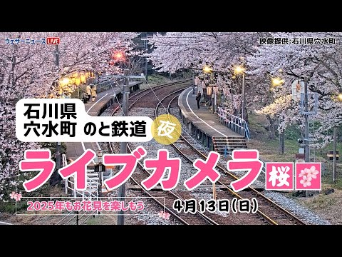 【夜桜ライブカメラ】ソメイヨシノ／「石川県穴水町 のと鉄道」ライブカメラより/Cherry Blossom Live Camera　 2025年4月13日(日)  #桜  #さくら #ソメイヨシノ