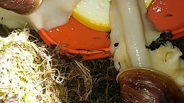 Кормление улиток, какие травы можно довать?! 🐌😳
