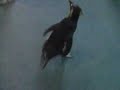 ペンギンの散歩