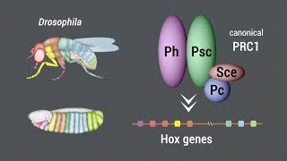 Loss of PRC1 induces higher-order opening of Hox loci during Drosophila embryogenesis