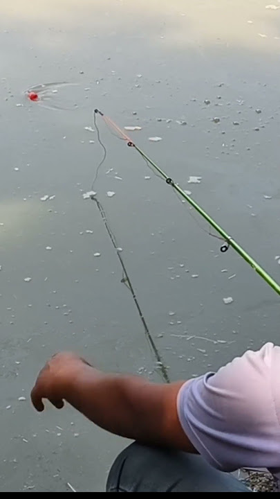 amazing catfish with single hook fishing video. #fishing #fishingvideos #shorts