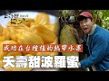 八弟 阿傑挑戰摘巨無霸波羅蜜！台灣自產超甜熱帶水果 從直接吃到入菜都能充分利用 美味程度翻轉你對它的種種印象！｜上山下海過一夜 漂留台灣 精華