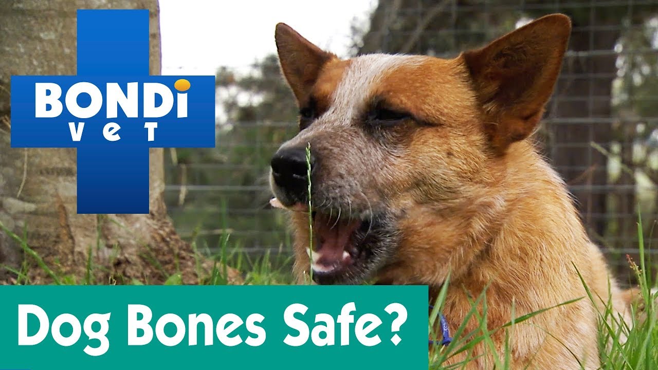 Are Dog Bones Safe? Ask Bondi Vet YouTube