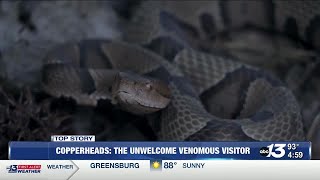 Copperheads Falls Unwelcome Venomous Visitor