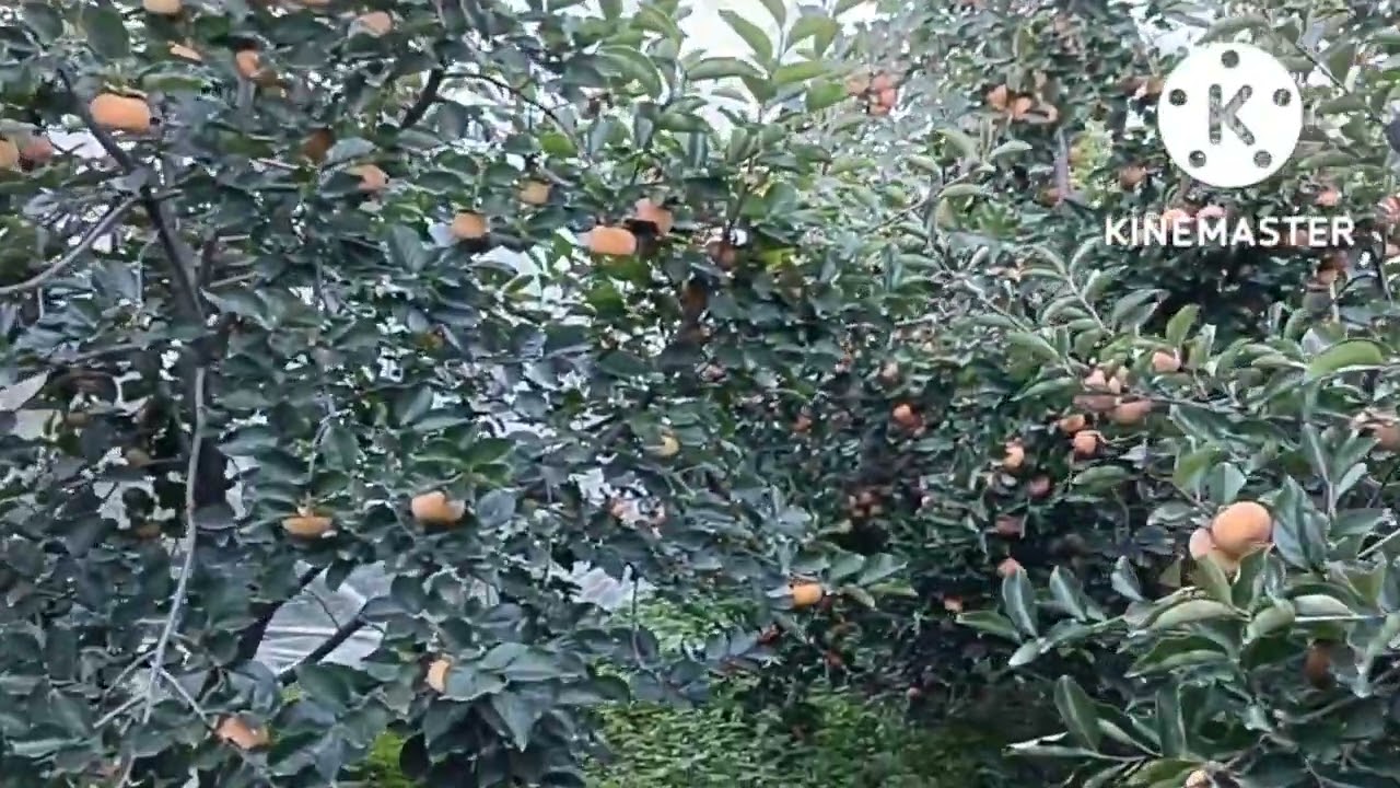hot climate persimmon . contact  : 7083927667