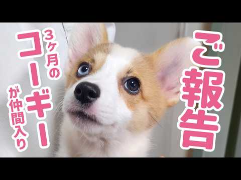 子犬お迎え】3ヶ月のパピーコーギーが仲間入り！多頭飼いがスタート