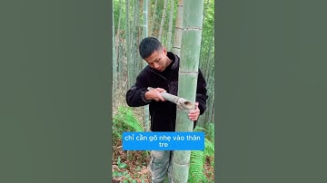 Mẹo Sinh Tồn khi bị lạc trong rừng