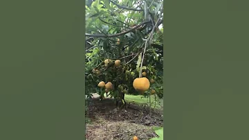 Canistel Fruit 