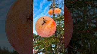 🍎മരംനിറയെ സ്നോ ഫ്രൂട്ട് #mallusinfinland #minivlog #posit...