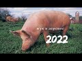 Отдых в деревне 2022