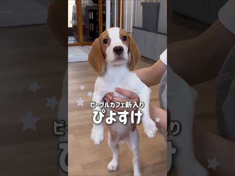 ビーグルの子犬がまもなくデビュー!