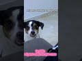 mi perro siempre me ignora, yo le hago la misma cuando como #humor #amorcanino #manchas