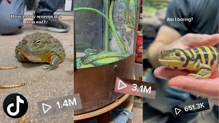 OUR MOST VIRAL REPTILE TIKTOK COMPILATION