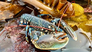 Coastal Foraging and Rockpooling  Lobsters, Crabs and Sea Creatures with cookup | The Fish Locker