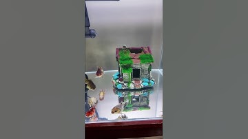 Review chiếc bể cá Vàng sau 1 tuần Setup #thuysinh