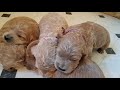 Ellie's 2 week old puppies Tamarack Ridge Goldendoodles