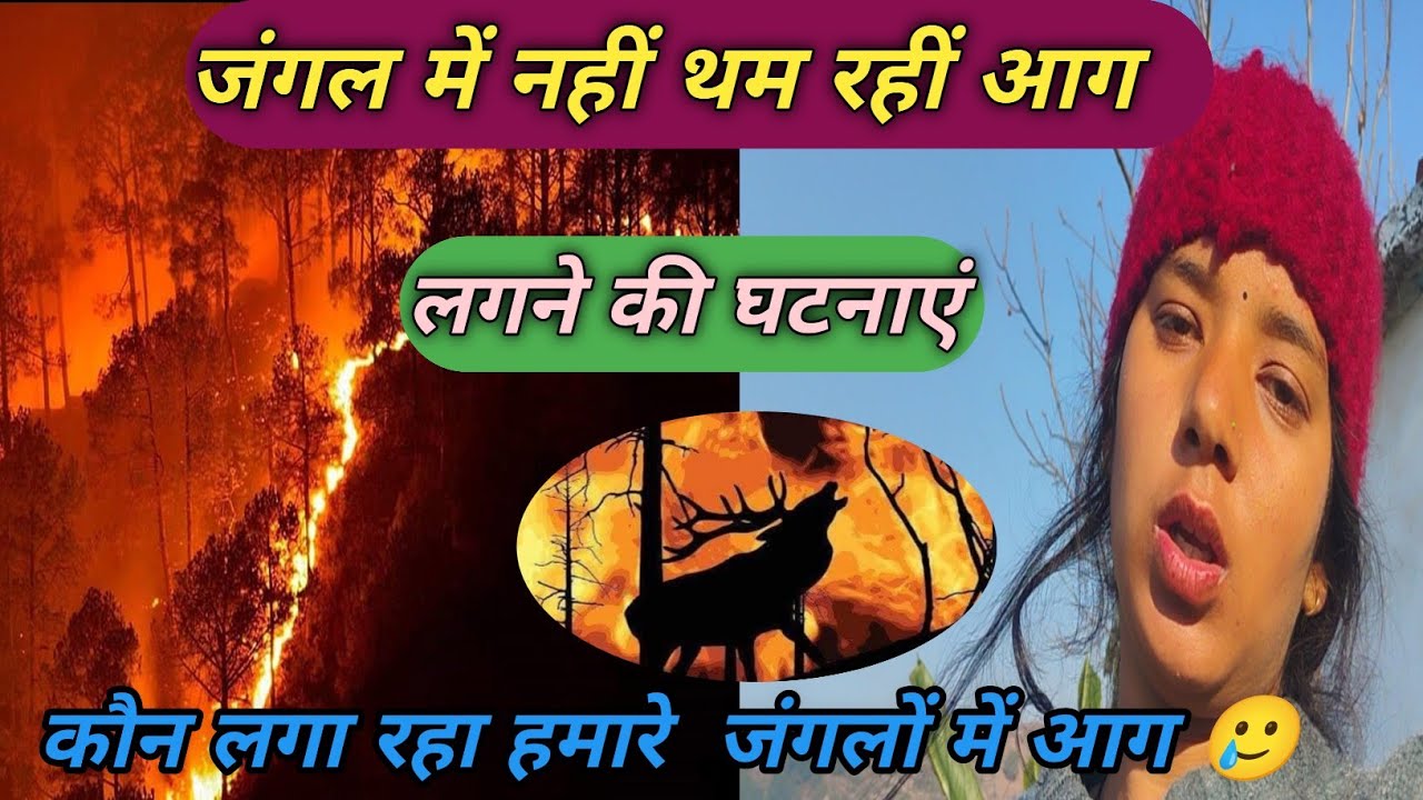 जंगल🌲 में नहीं थम रहीं 🔥आग लगने की घटनाएं✅ sanjuvlogs|| Daily pahadi lifestyle vlogs||✅✨