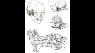 Scan Before You Sample: Micro-CT Imaging, Ancient DNA, and the Ethics of the Petrous Bone
