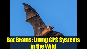 Bat Brains: Living GPS Systems in the Wild
