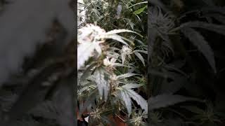 plant weighs 40 pounds at 11 weeks old
