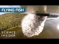 Aerial Fish Stocking in Utah