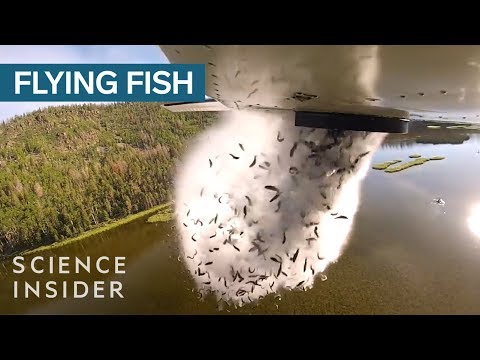 Why Utah Drops Fish Out Of Airplanes Into Their Mountain Lakes