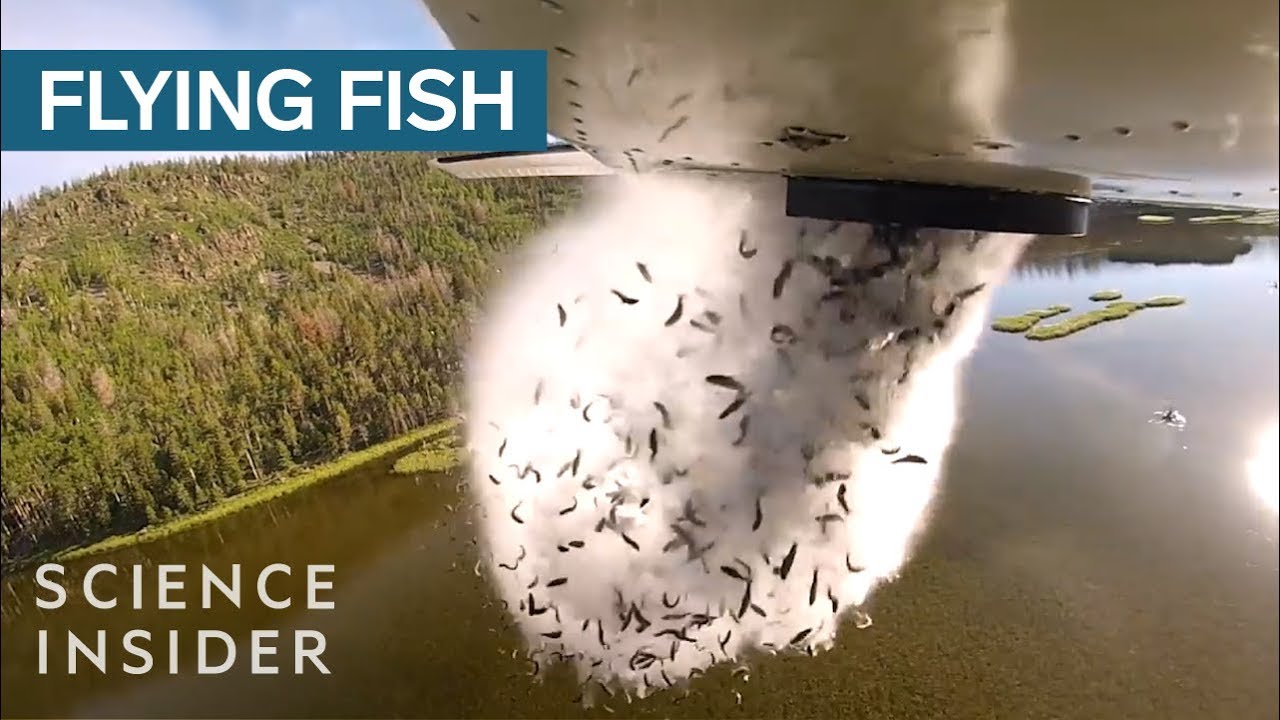 Utah drops thousands of fish from airplane into lakes