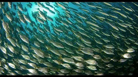 Saving the oceans can feed the world | Jackie Savi...