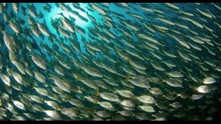 Celebrity Saving the oceans can feed the world | Jackie Savitz | TEDxMidAtlantic Wealth