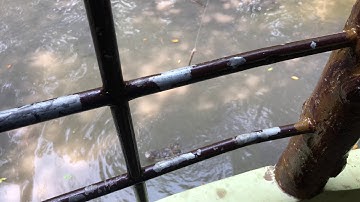 Câu cá sấu tại Đảo Khỉ